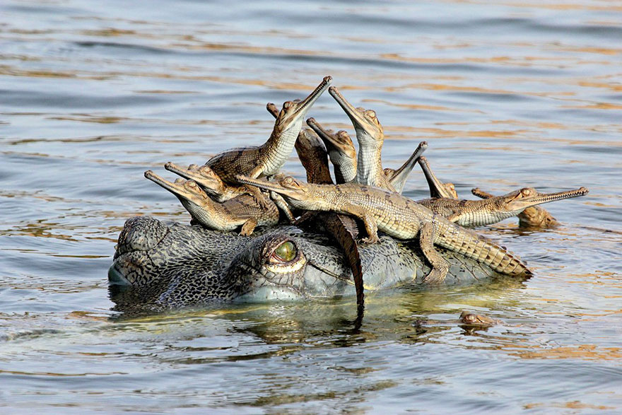 alligator parent
