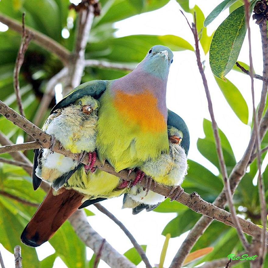 baby birdies bird cute tropical