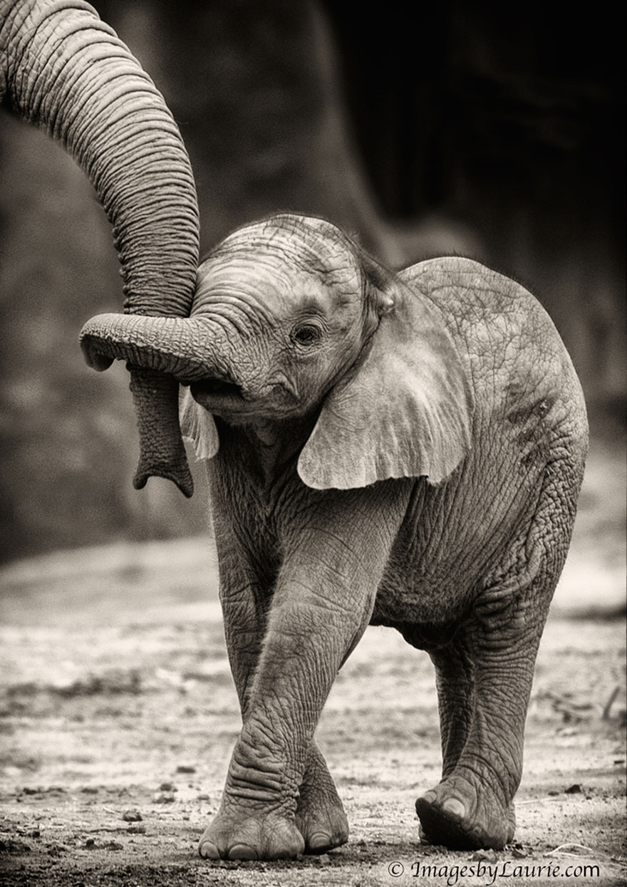 baby elephant thailand