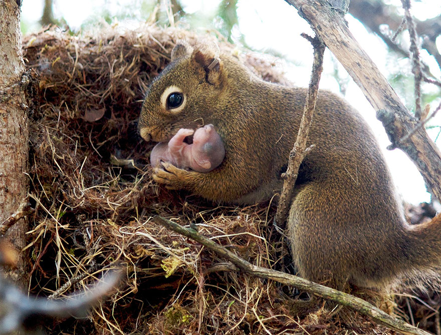 baby squirrel pet cute