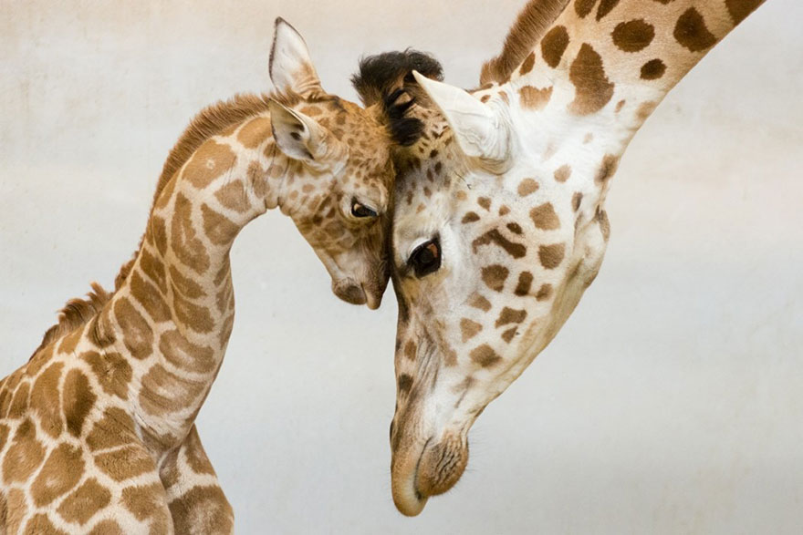 mommy daddy giraffe cute